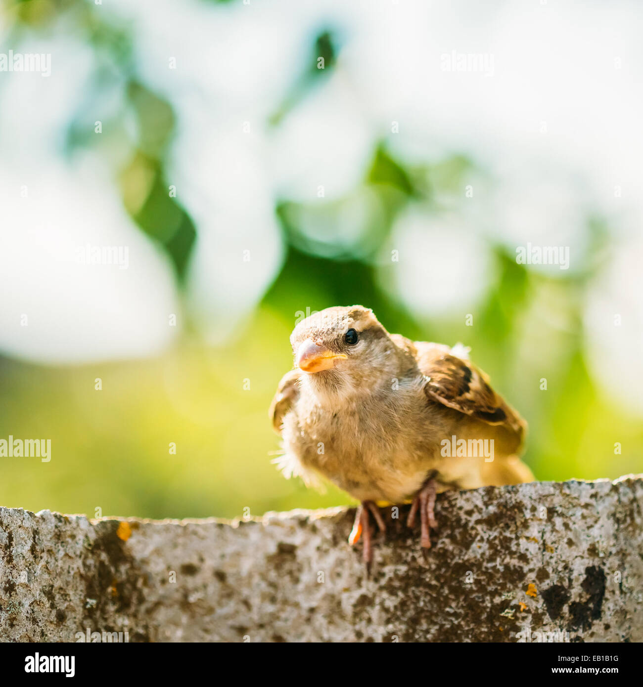 Junger Vogel Nestling Haussperling Chick Baby gelben Schnabel Passer Domesticus) auf Zaun sitzen Stockfoto