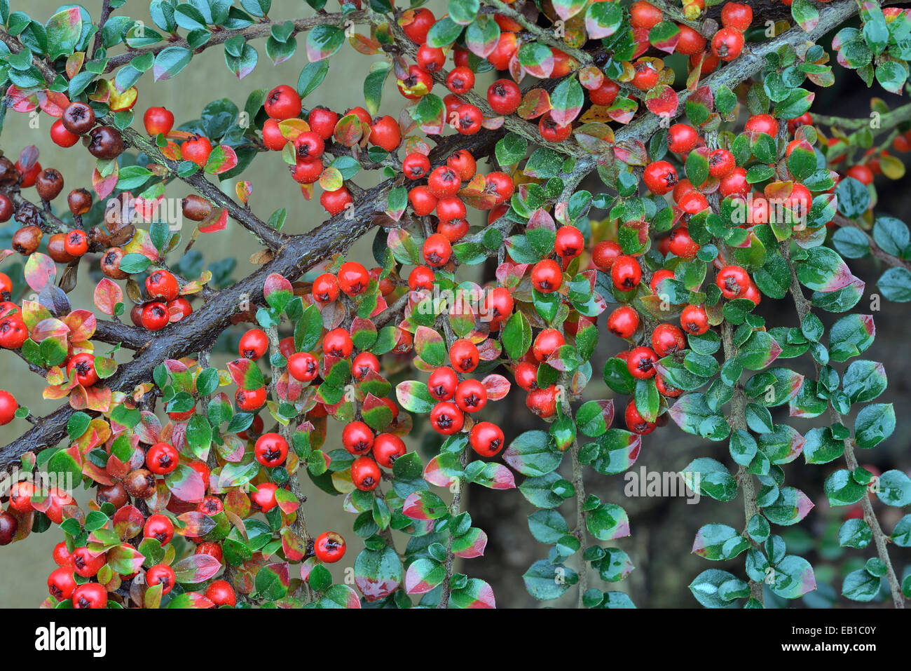 Wand-Zwergmispel - Zwergmispel Horizontalis Garten Strauch mit roten Beeren Stockfoto