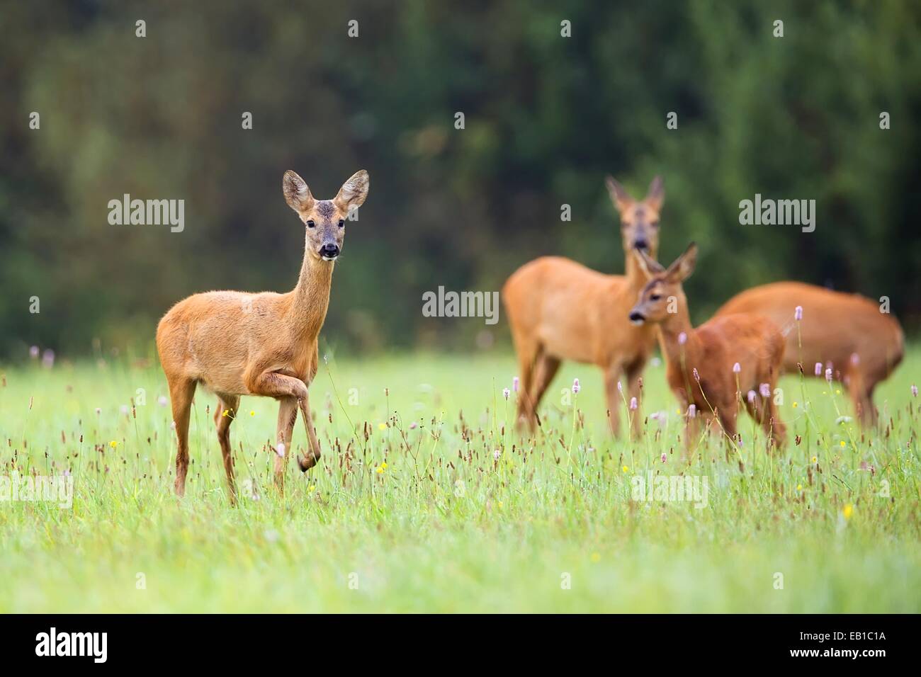 Reh mit Familie in freier Wildbahn Stockfoto