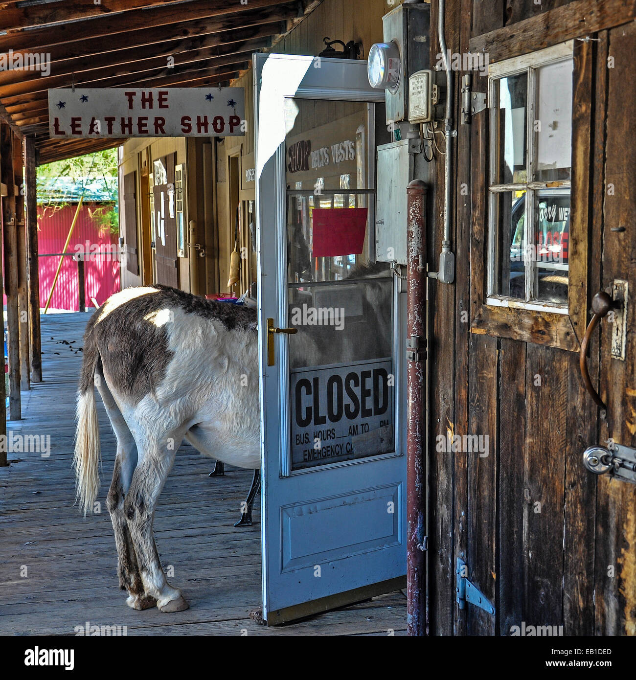 Störrische Esel in einer Ladentür auf der Route 66 Stockfoto