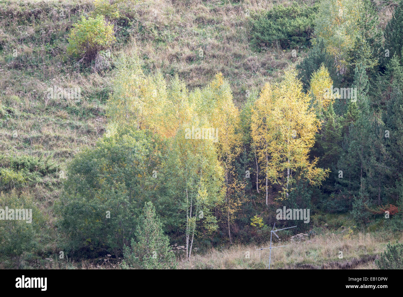 Berge voller Vegetation im Herbst in Andorra La Vella Stockfoto