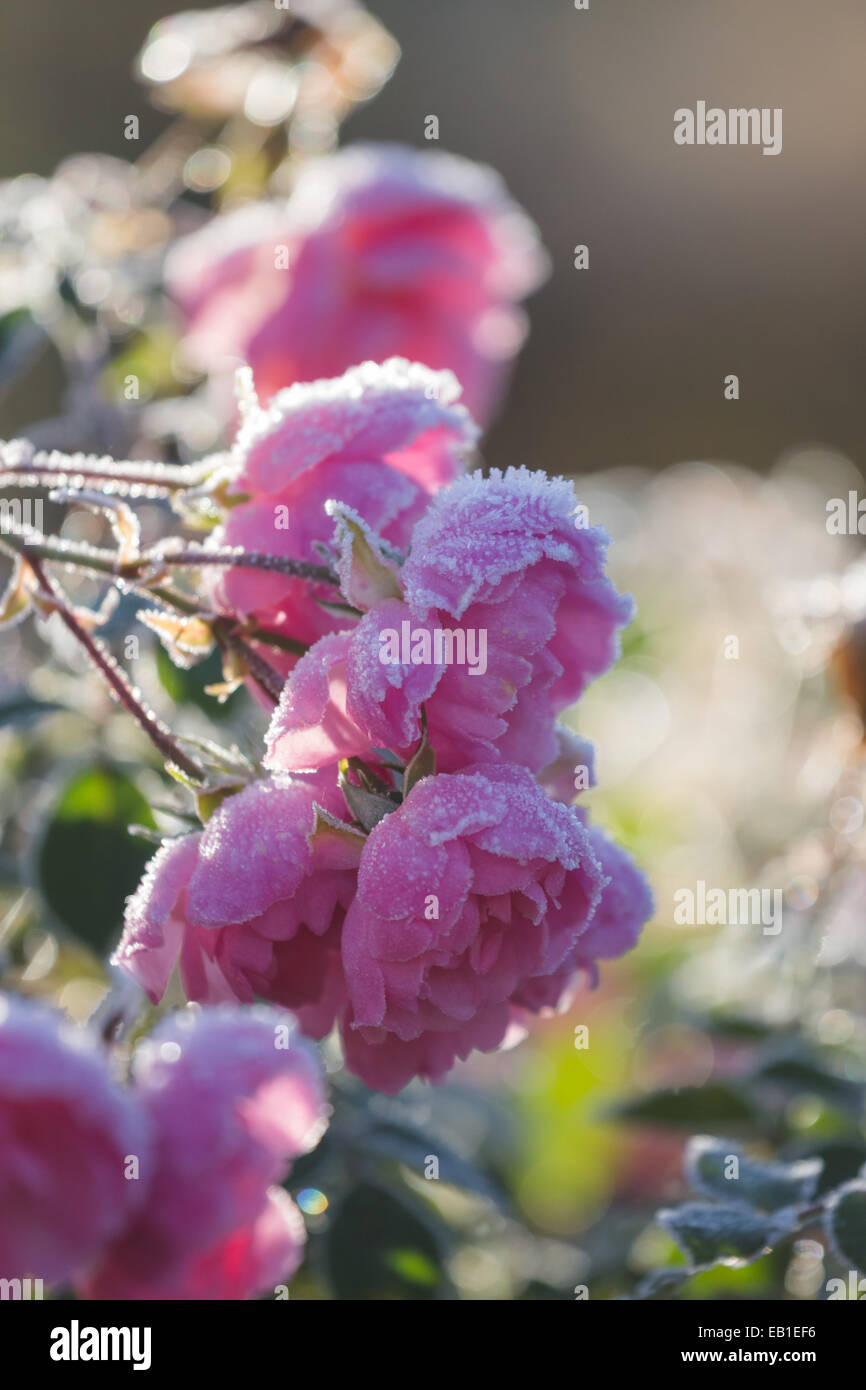 Szenen aus einem Garten einschließlich mattierte Plastik und Blumen Stockfoto