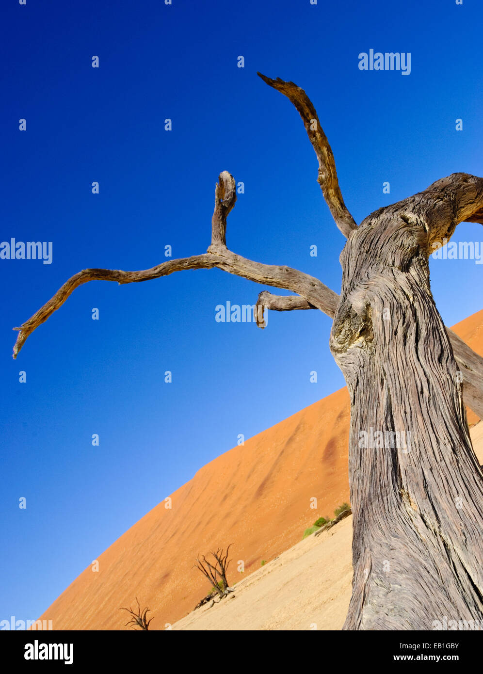 Sanddünen und toter Baum in Sossusvlei, Namibia Stockfoto