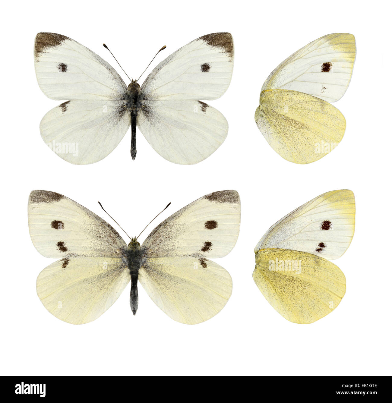 Kleine weiße - Pieris Rapae - Männchen (oben) - Weibchen (unten) Stockfoto