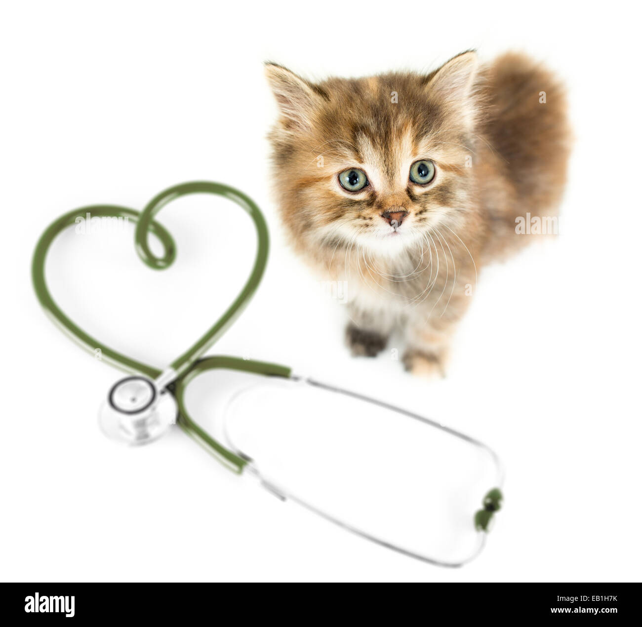 Katze von oben auf weiß. Tierarzt für Haustiere-Konzept. Stockfoto