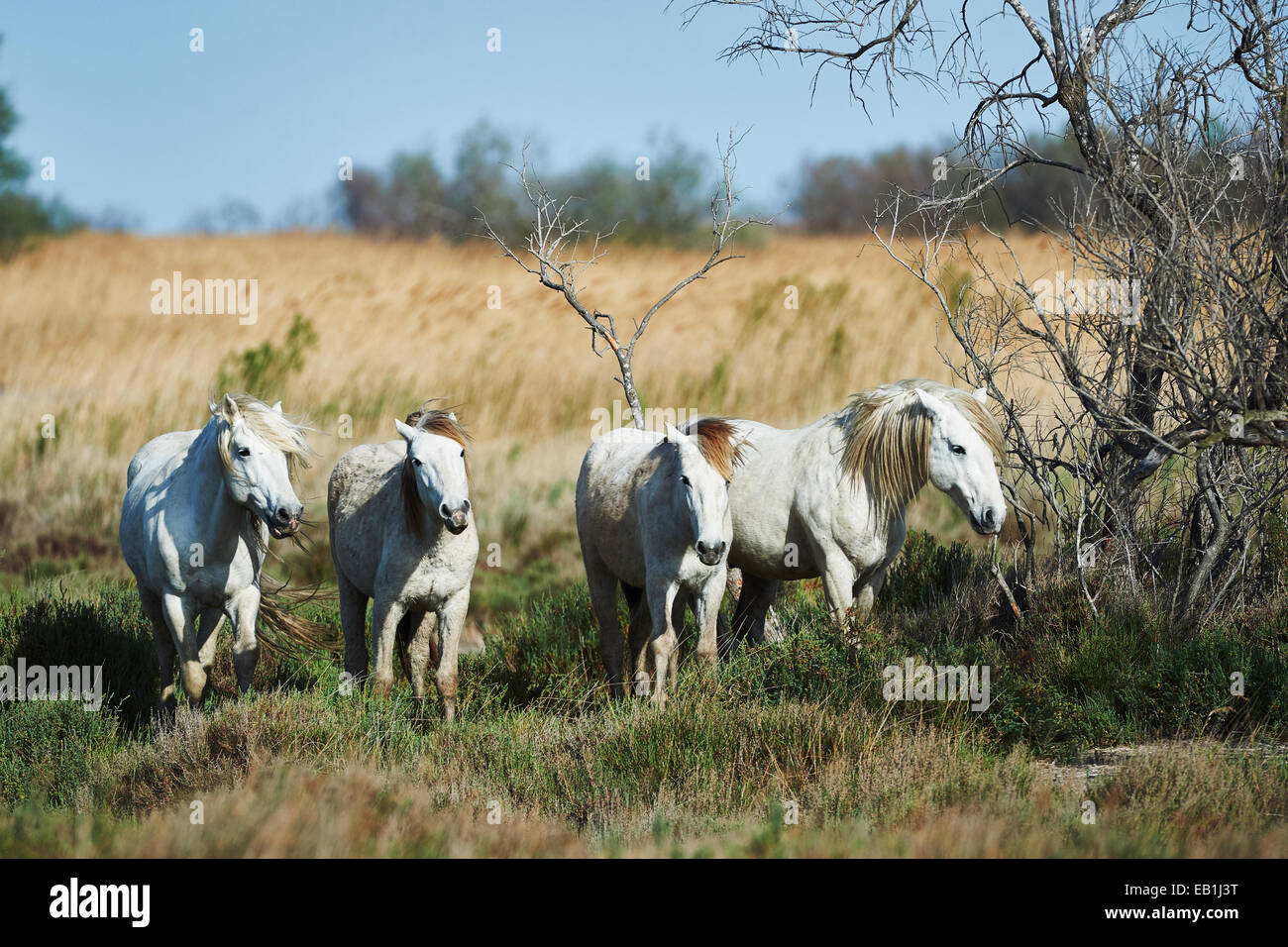 Vier weiße Pferde der Camargue wandern frei Stockfoto