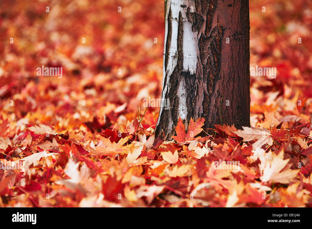 Stamm-Ahorn und seine rote Laub im Herbst Stockfoto