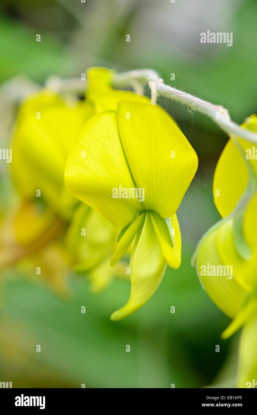 Wild sunhemp (crotalaria laburnifolia) Stockfoto