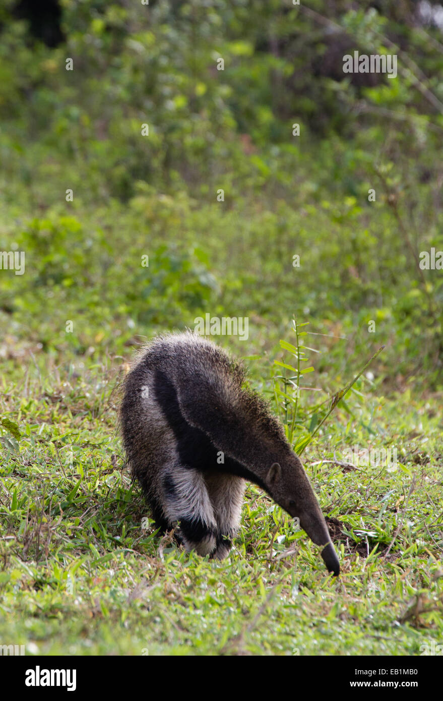 Großer Ameisenbär (Myrmecophaga Tridactyla), auf der Suche nach Ameisen & Termiten im Pantanal, Mato Grosso do Sul, Brasilien Stockfoto