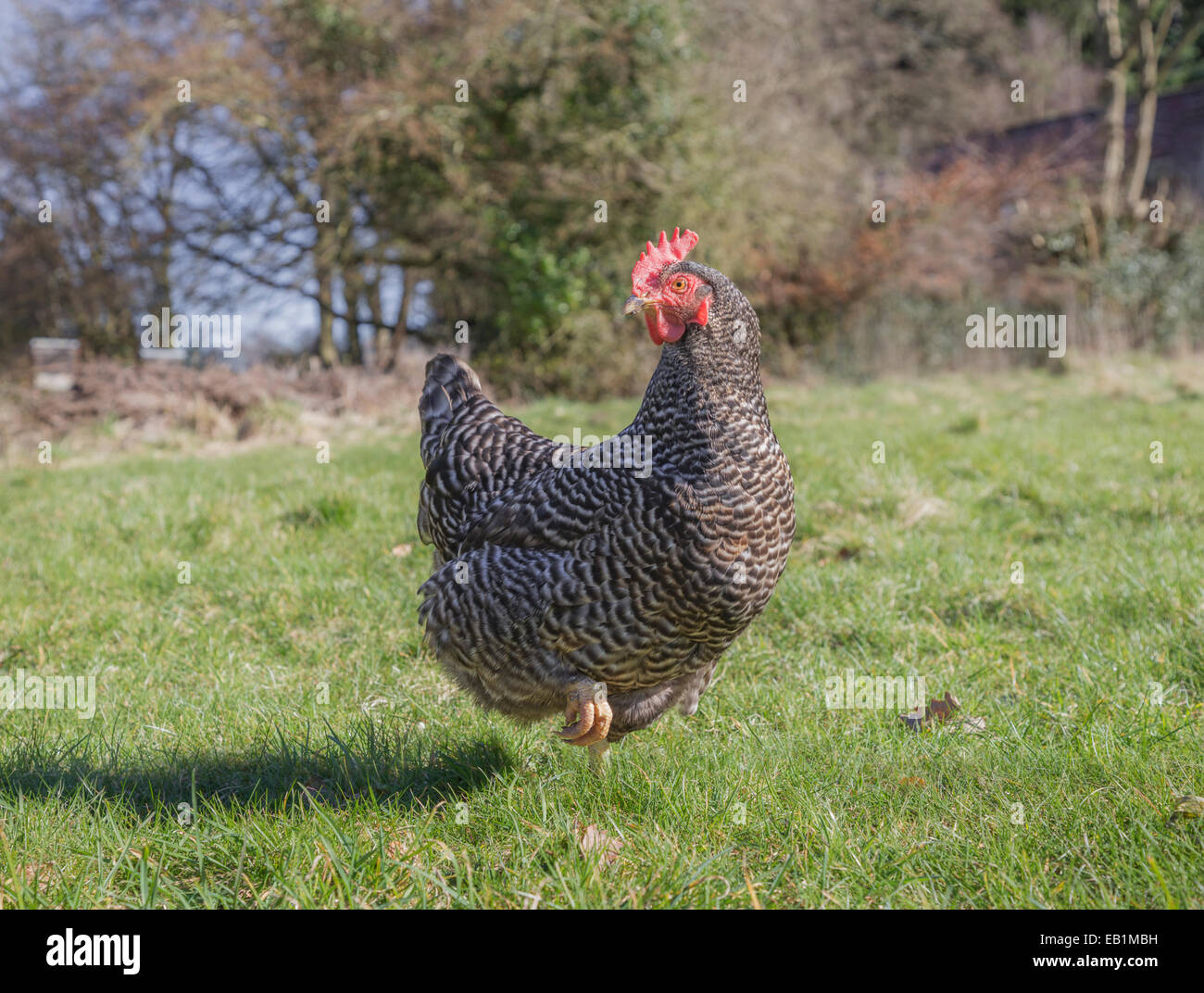 Braun und weiß gesprenkelt Freilandhaltung Henne auf einer Wiese. Stockfoto