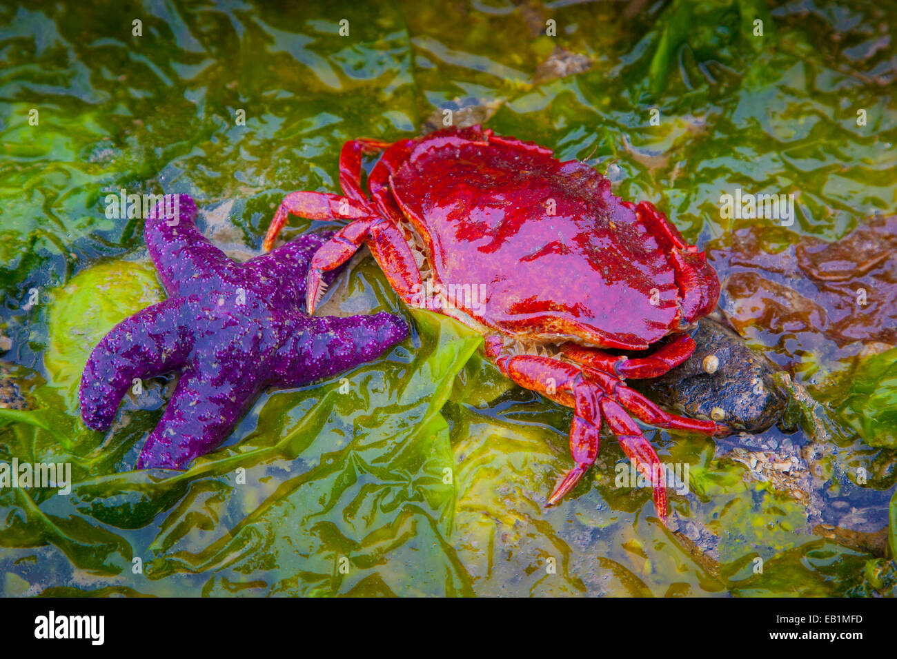 Lila Seestern (Pisaster Ochraceus) und roten Krabben auf Algen bei Ebbe in Sechelt, British Columbia, Kanada Stockfoto