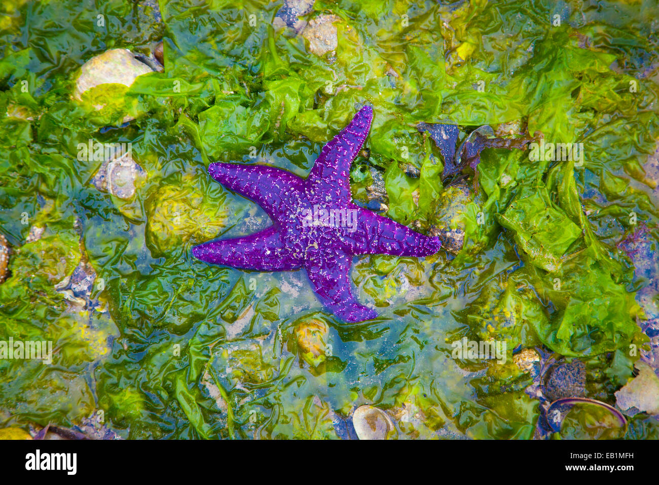 Lila Seestern (Pisaster Ochraceus) auf Algen bei Ebbe in Sechelt, British Columbia, Kanada Stockfoto