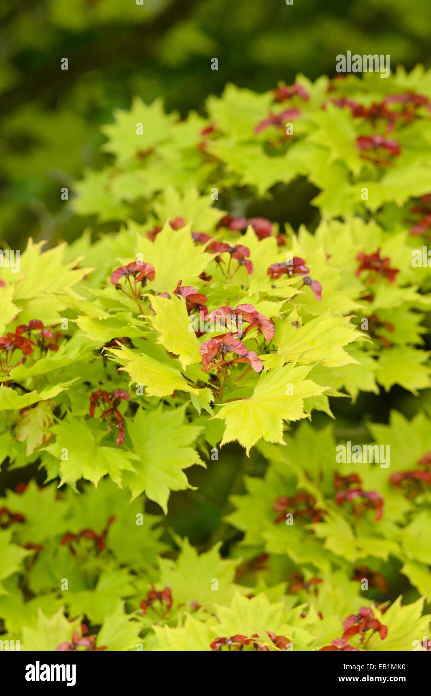 Die shirasawa Ahorn (Acer shirasawanum 'Aureum') Stockfoto