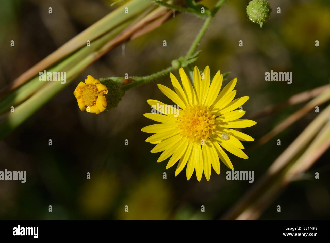 Falscher Goldenaster mit Krabbenspinne Stockfoto