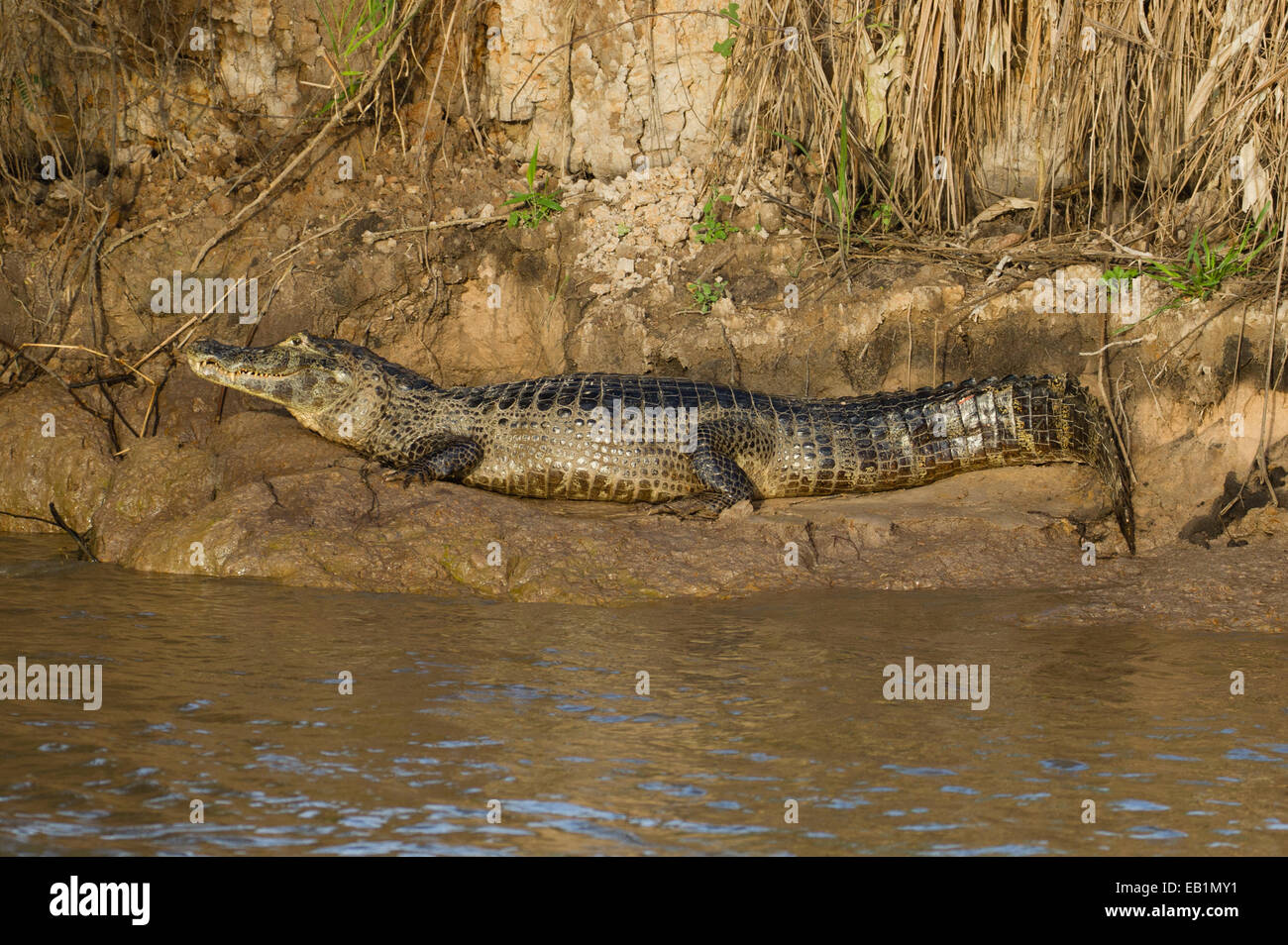Jacare (Yacare) Kaiman (Caiman Yacare) im Pantanal-Region des Staates Mato Grosso, Brasilien Stockfoto
