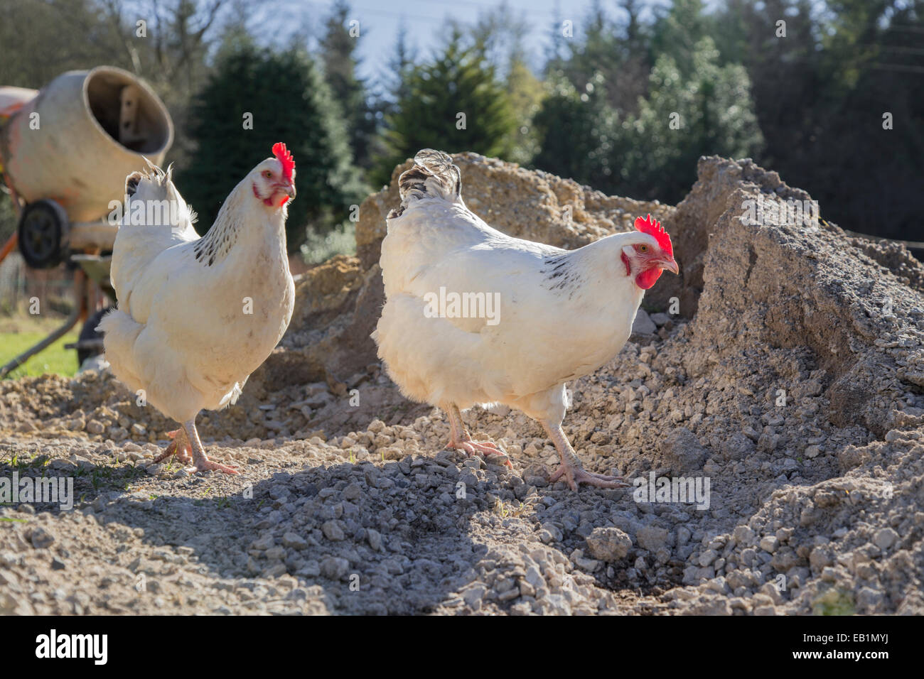 Sussex weiß Kreuz freilaufenden Hühner auf einer Baustelle. Stockfoto