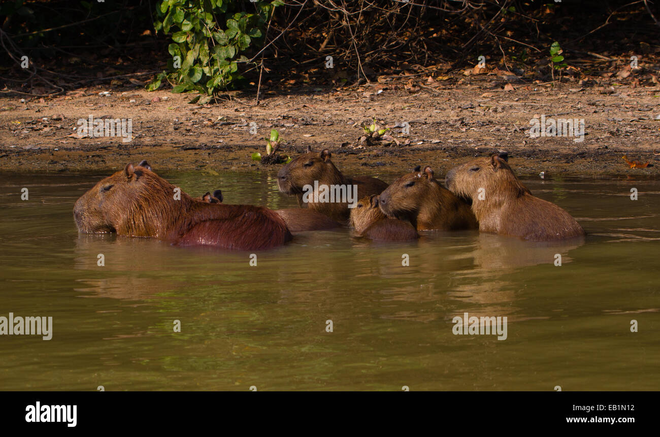 Wasserschwein (Hydrochoerus Hydrochaeris) Familie im Wasser Stockfoto