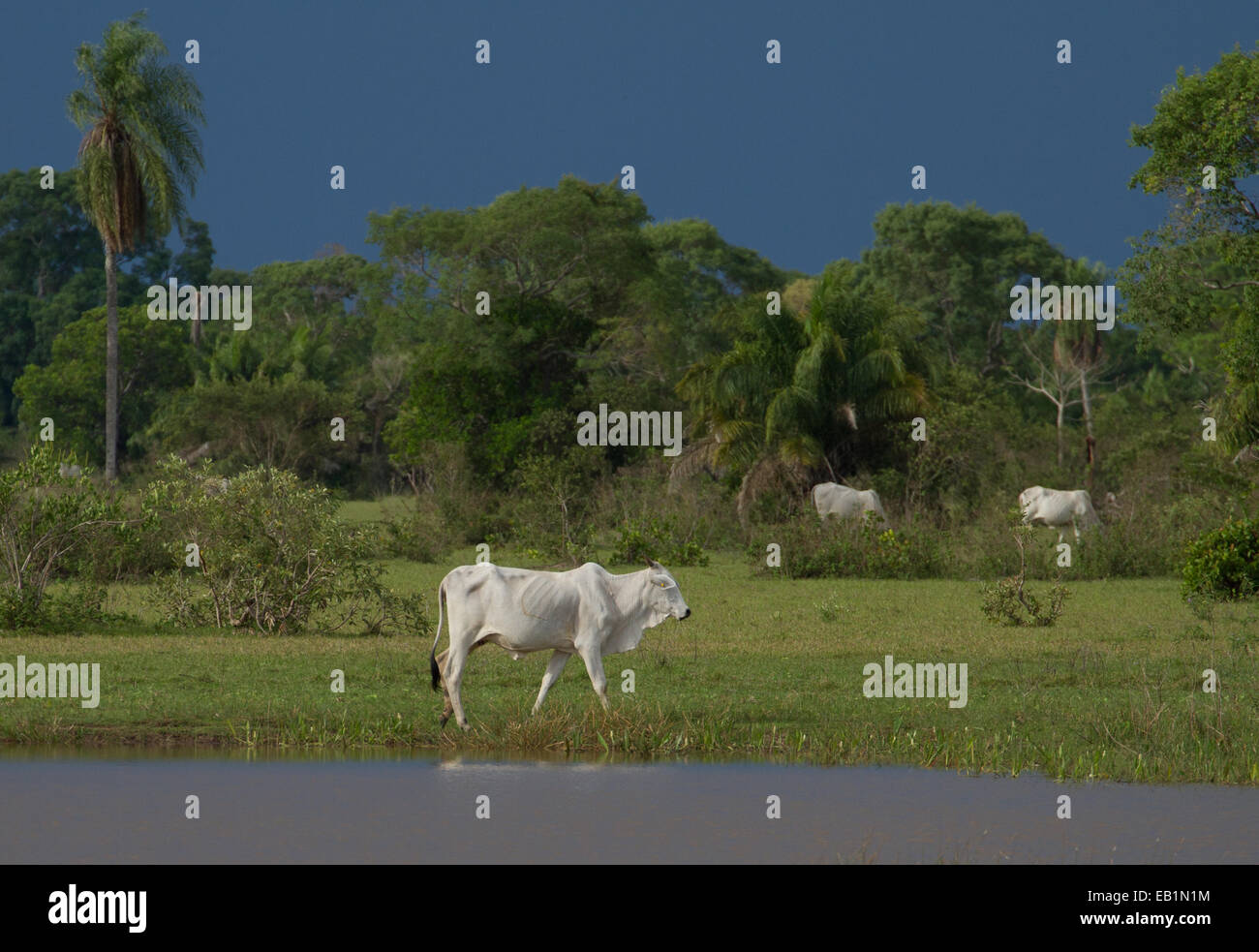 Rinder im Pantanal Mato Grosso do Sul, Brasilien auf Bio-Bauernhof im Aguape Stockfoto