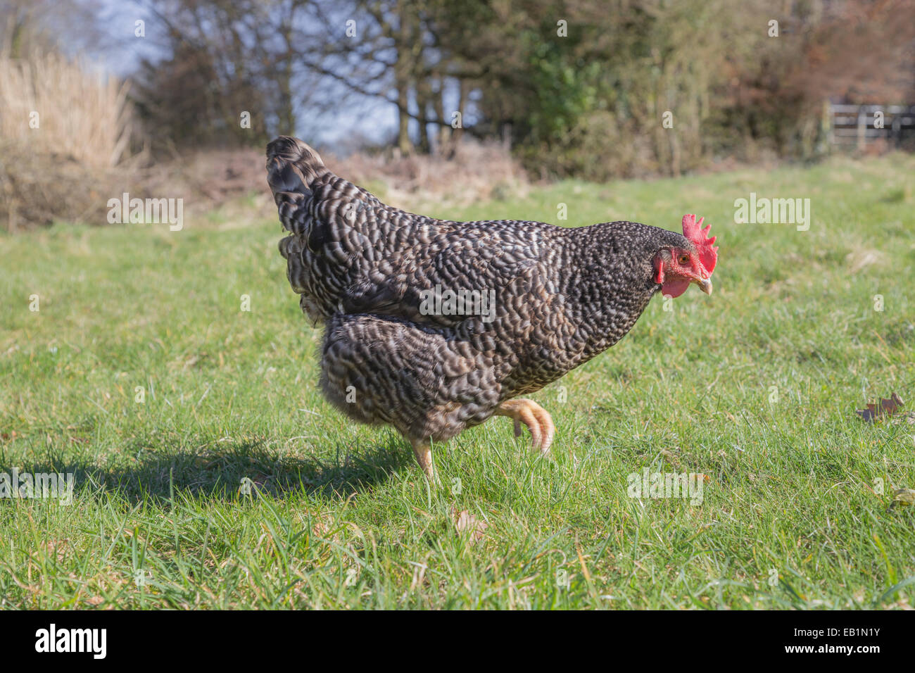 Braun und weiß gesprenkelt Freilandhaltung Henne auf einer Wiese. Stockfoto
