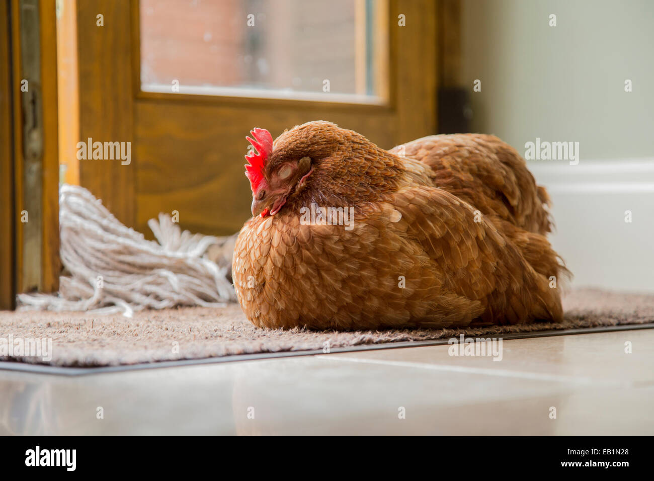 Rhode Island Red Hen schlafen auf eine Fußmatte. Stockfoto