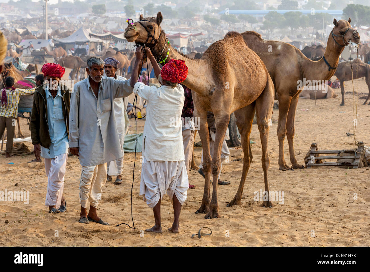 Kamel kaufen, Pushkar Camel Fair, Pushkar, Rajasthan, Indien Stockfoto