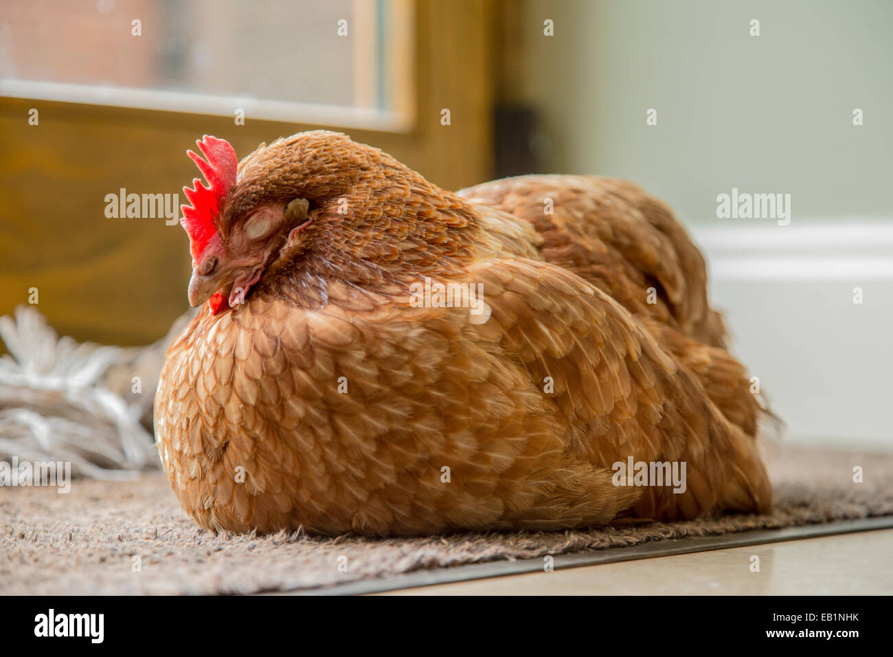 Rhode Island Red Hen auf eine Fußmatte in einem Haus schlafen. Stockfoto