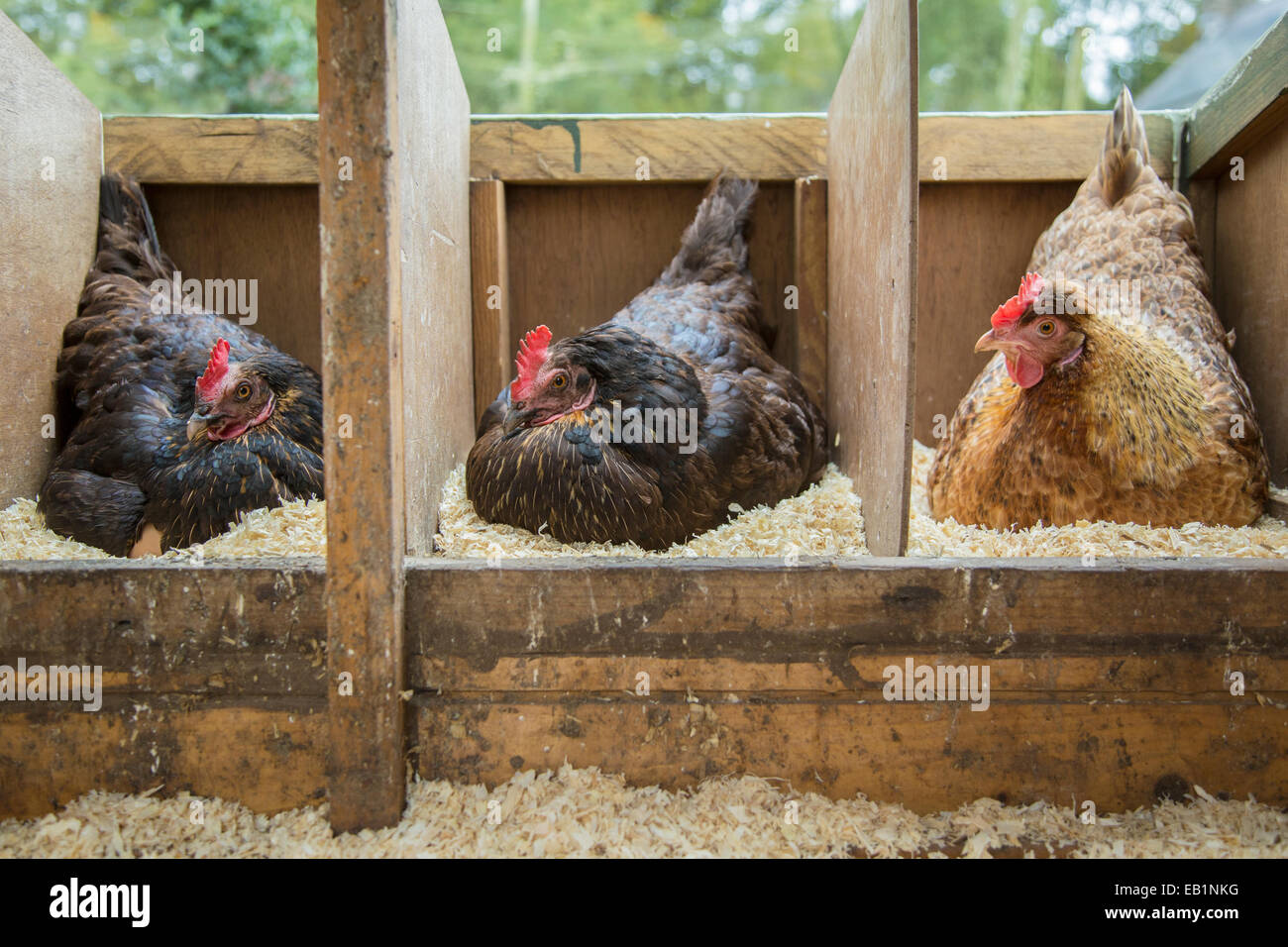 Drei freien Bereich Hennen auf Eiern sitzen. Stockfoto