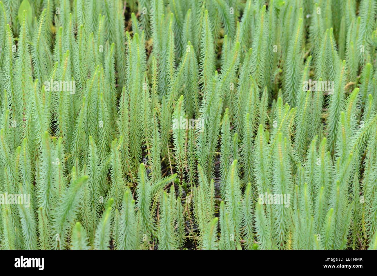 Die gemeinsamen mare Schwanz (hippuris vulgaris) Stockfoto
