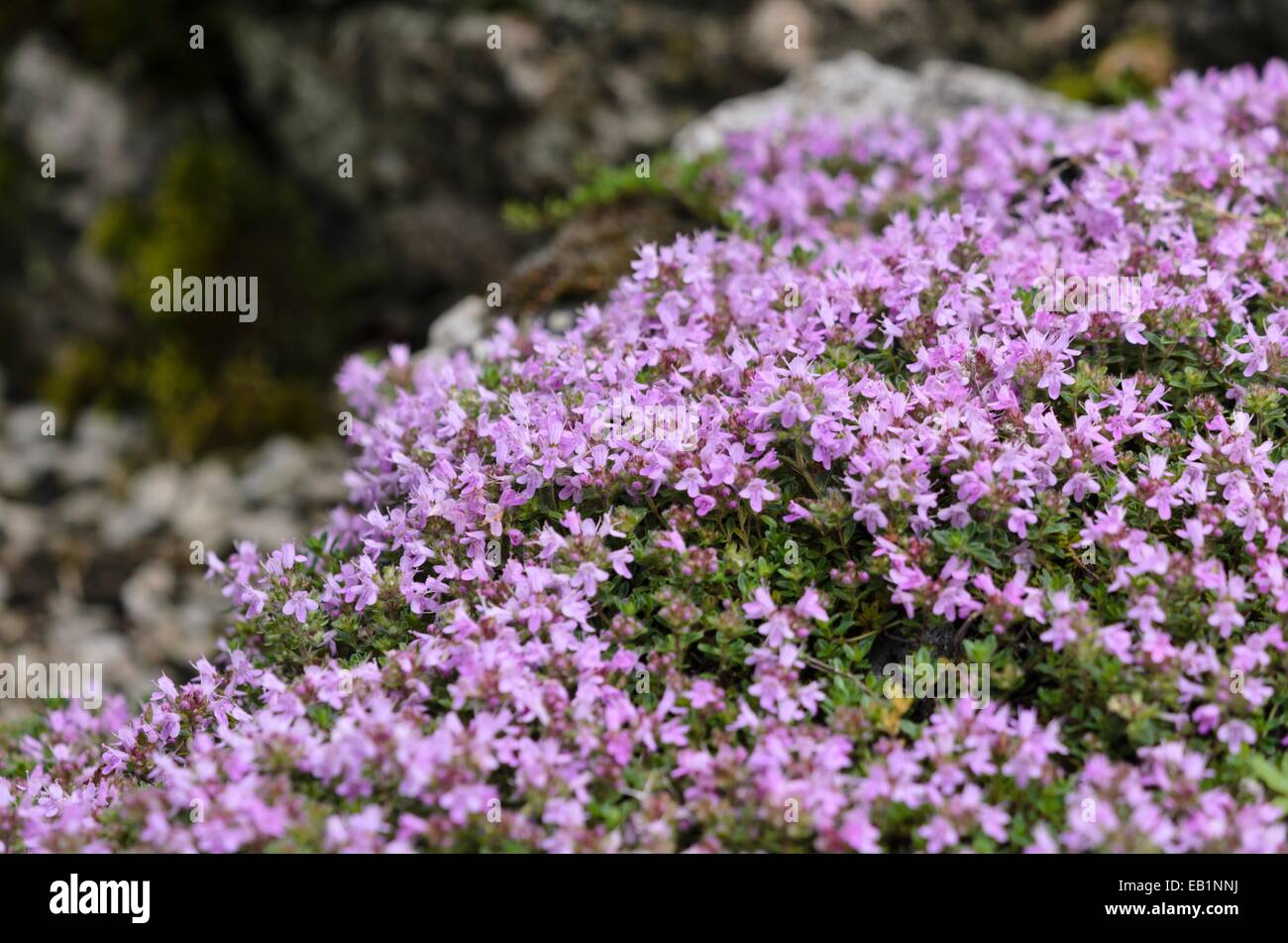 Schleichende Thymian (Thymus Beurre subsp britannicus Syn. Thymus arcticus) Stockfoto