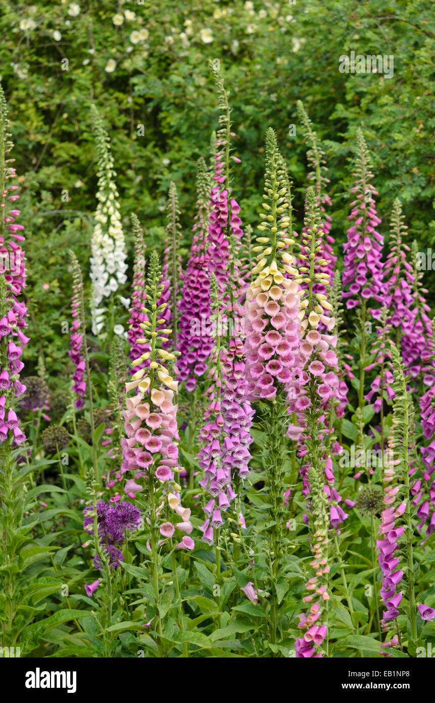 Gemeinsame Fingerhut (Digitalis purpurea) Stockfoto