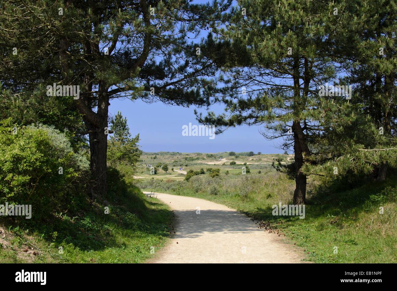 Hikking-Pfad in Zuid Kennemerland Nationalpark, Niederlande Stockfoto