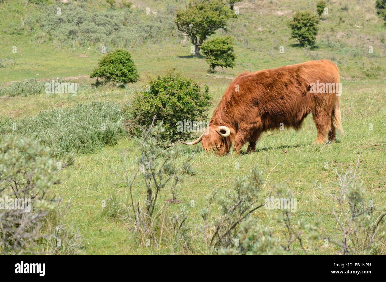Scottish Highland Cattle (Bos taurus), - Zuid Kennemerland Nationalpark, Niederlande Stockfoto