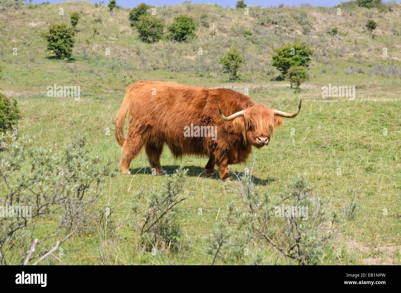 Scottish Highland Cattle (Bos taurus), - Zuid Kennemerland Nationalpark, Niederlande Stockfoto