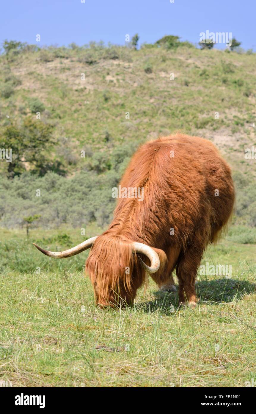 Scottish Highland Cattle (Bos taurus), - Zuid Kennemerland Nationalpark, Niederlande Stockfoto