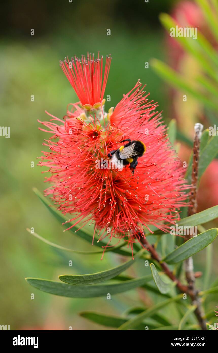 Sumpf (callistemon bottlebrush Speciosus) und Hummel (BOMBUS) Stockfoto