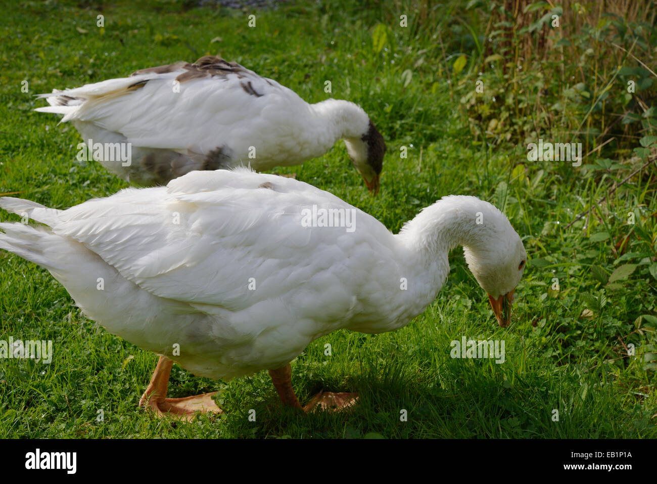 Young-Emden Gänse Fütterung auf dem Rasen, Weiden, Nahrungssuche, Wales, UK. Stockfoto