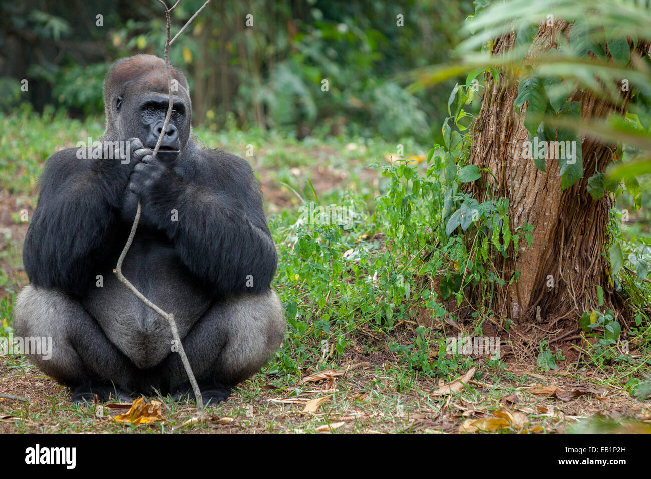 Westlicher Gorilla (Gorilla Gorilla) hält einen Ast. © Reynold Sumayku Stockfoto