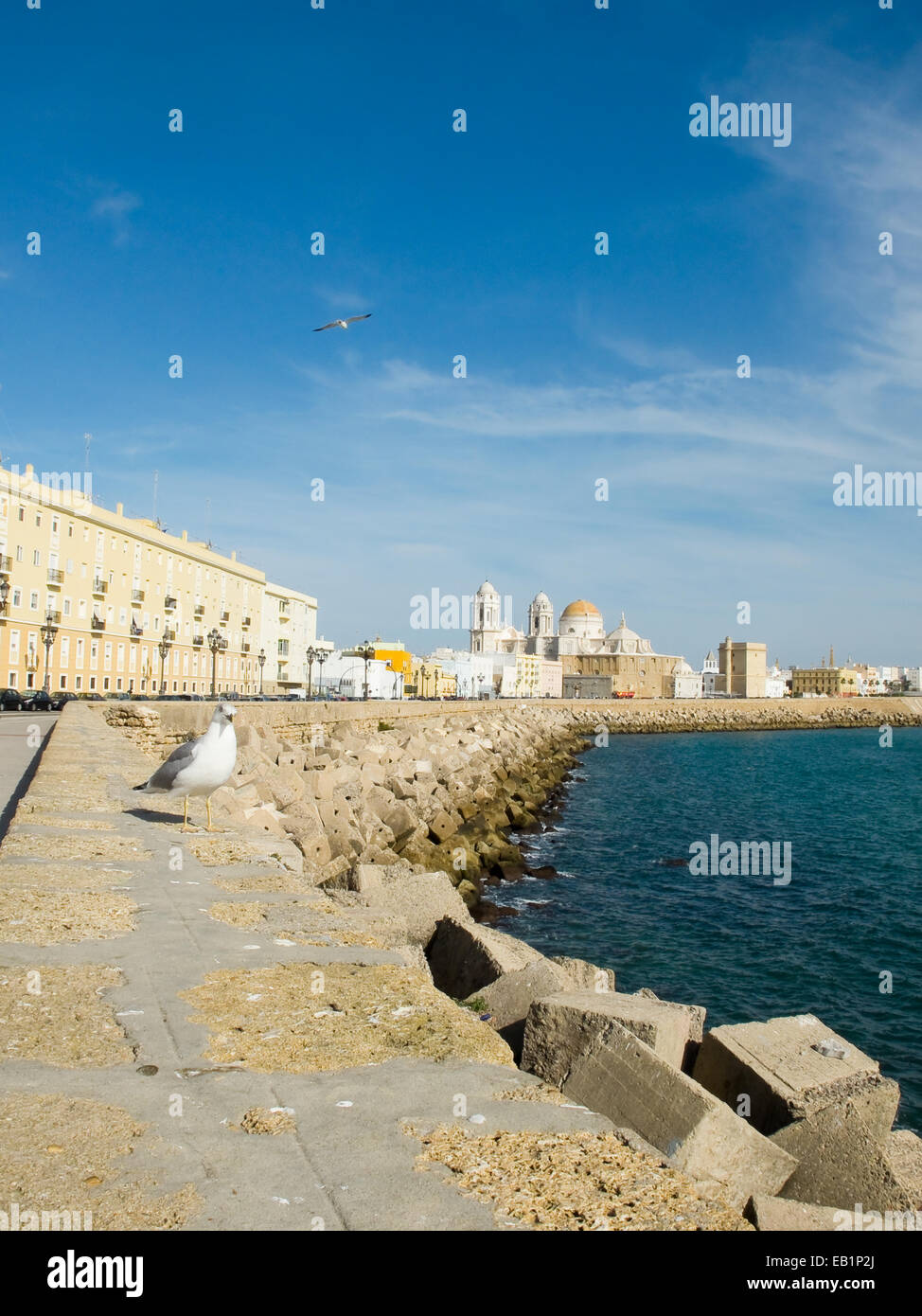 Möwen im Paseo Campo del Sur (Cadiz Kathedrale La Catedral Vieja de Cadiz oder Iglesia de Santa Cruz genannt). Cadiz. Andalusien, Spa Stockfoto