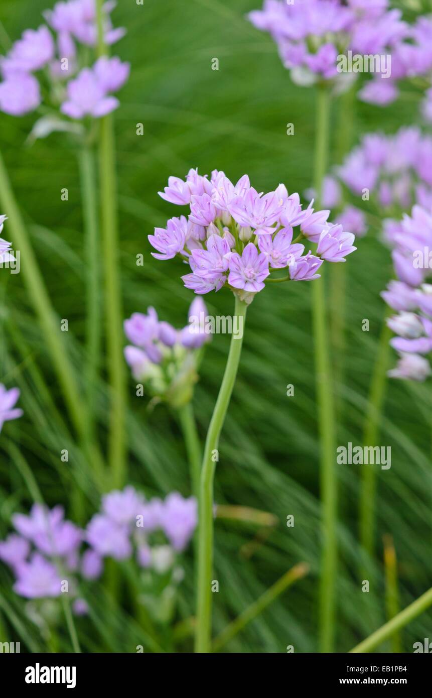1-Blatt Zwiebel (Allium uniflorum) Stockfoto