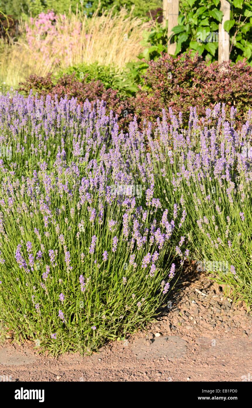 Lavendel (Lavandula angustifolia) Stockfoto