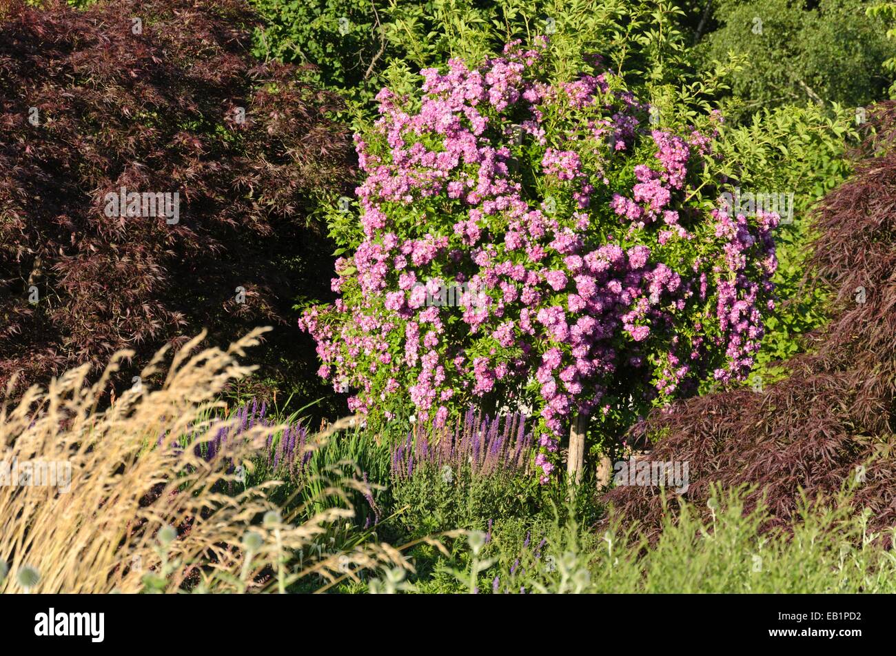 Veilchenblau Rambler (rosa) Stockfoto