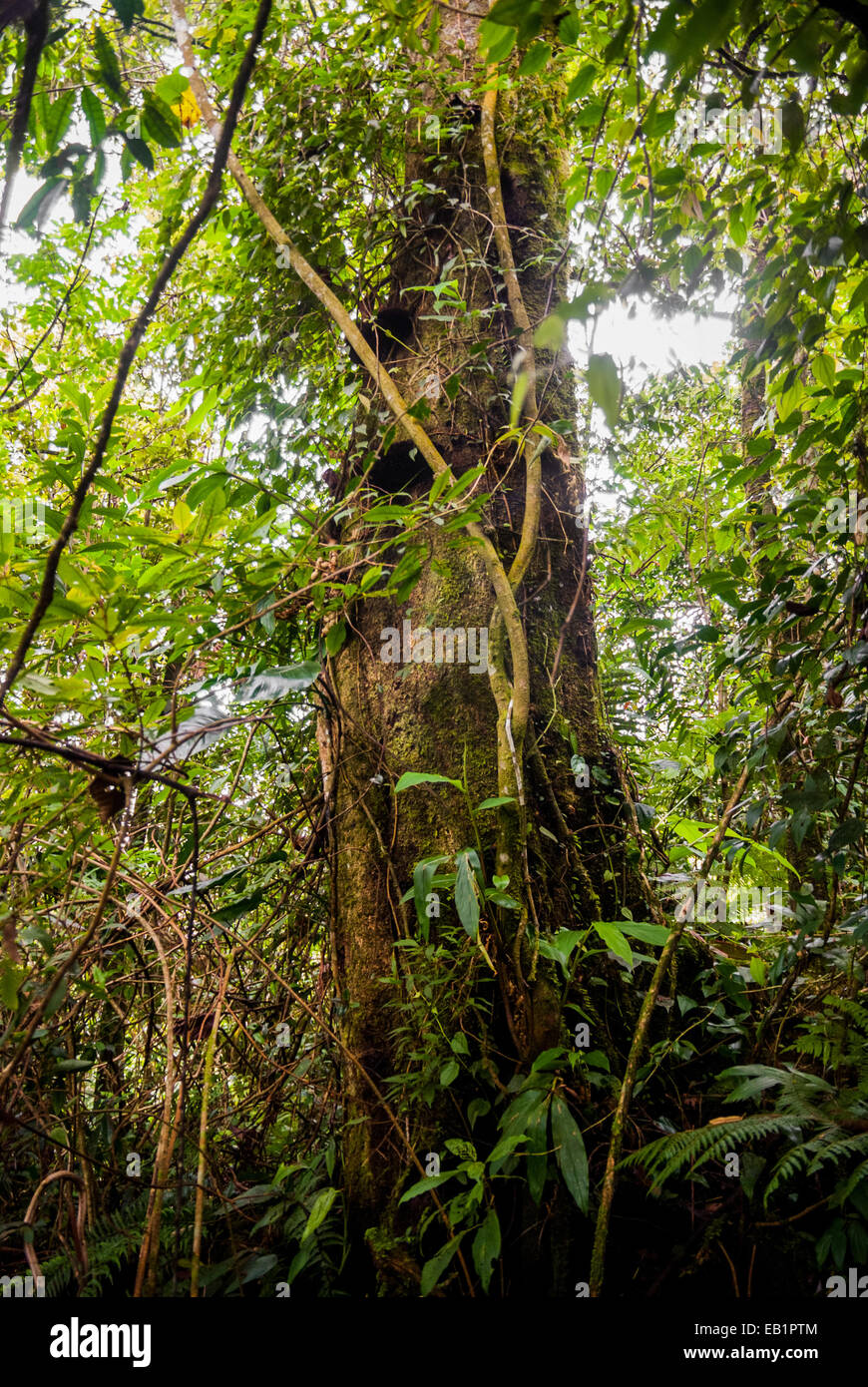 Ein großer, hoher Baum im tropischen Regenwald des Mount Gede Pangrango National Park, Indonesien. Stockfoto