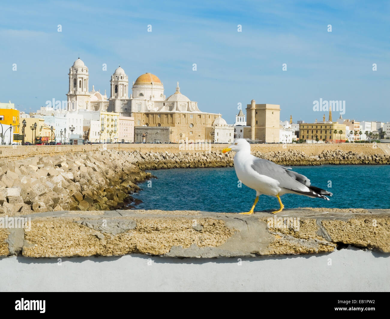 Eine Möwe, die zu Fuß in Paseo Campo del Sur (Cadiz Kathedrale La Catedral Vieja de Cadiz oder Iglesia de Santa Cruz genannt). Cadiz. Andal Stockfoto