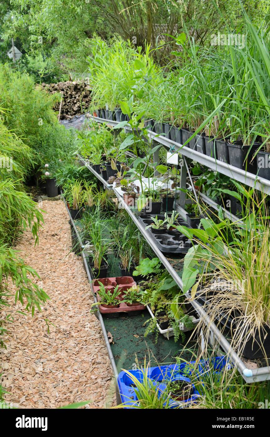 Arbeitsplatz im Garten mit Pflanzen in Blumentöpfen Stockfoto