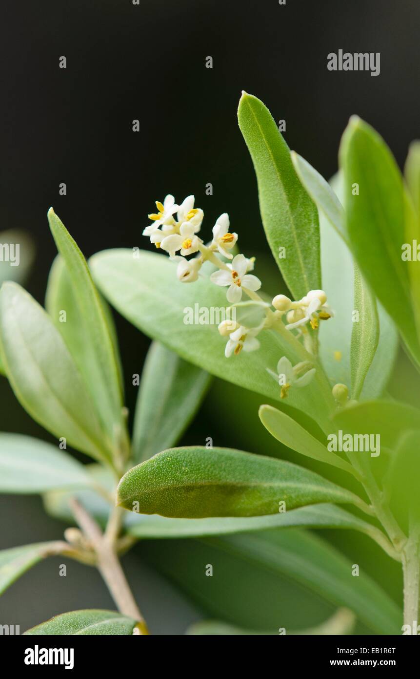 Olivenbaum (Olea europaea) Stockfoto