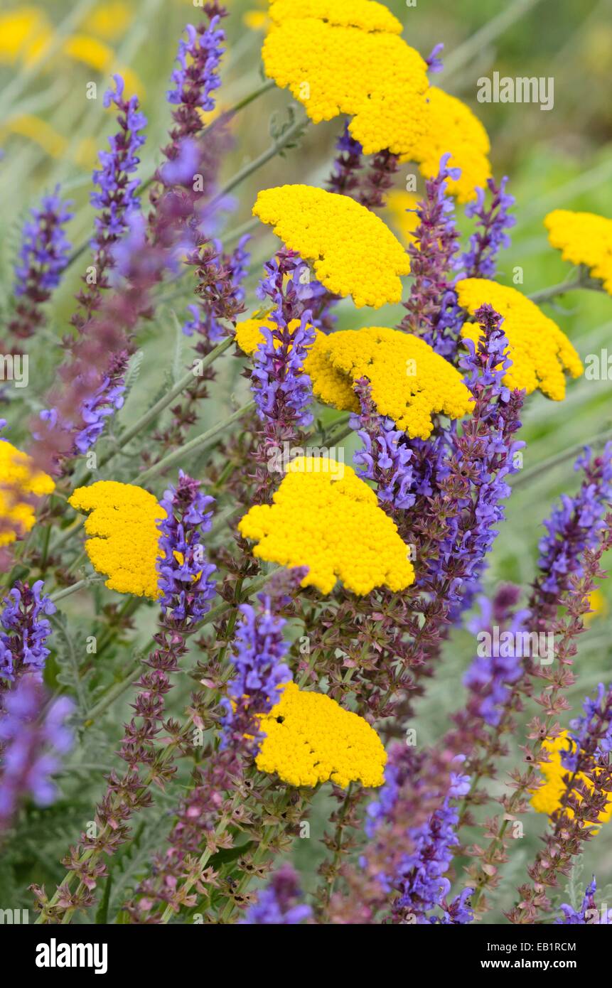 Fernleaf Schafgarbe (Achillea filipendulina) und Wald Salbei (Salvia officinalis) Stockfoto