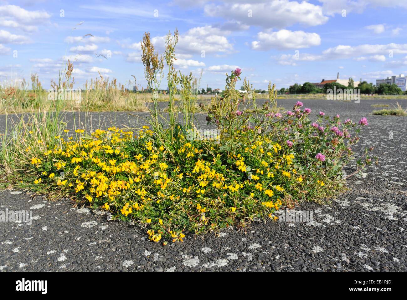 Die gemeinsamen Vogel - Fuß - Kleeblatt (Lotus corniculatus), Rotklee (Trifolium pratense) und saure Dock (rumex acetosa) am früheren Berliner Flughafen Tempelhof, Stockfoto