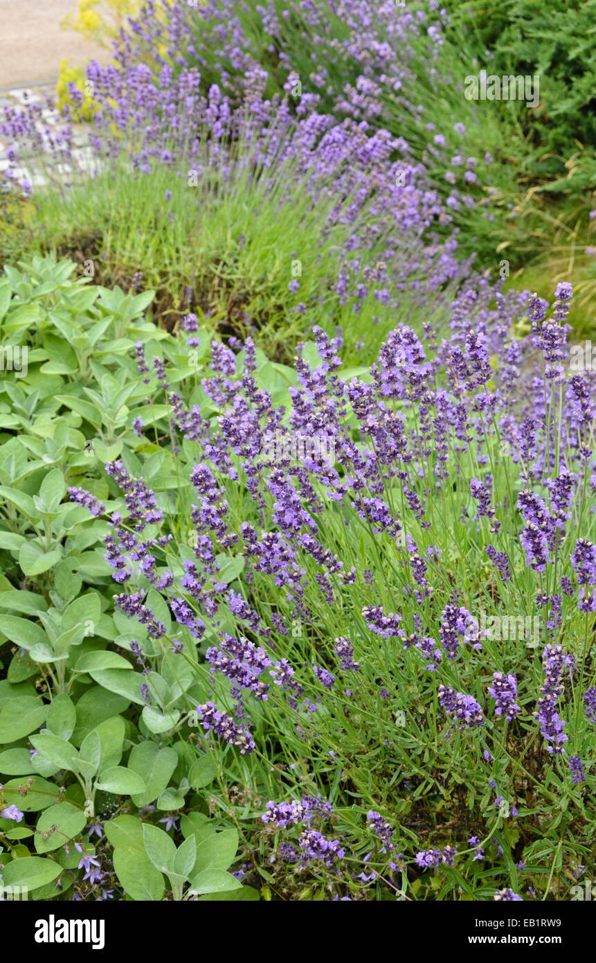 Lavendel (Lavandula angustifolia) Stockfoto