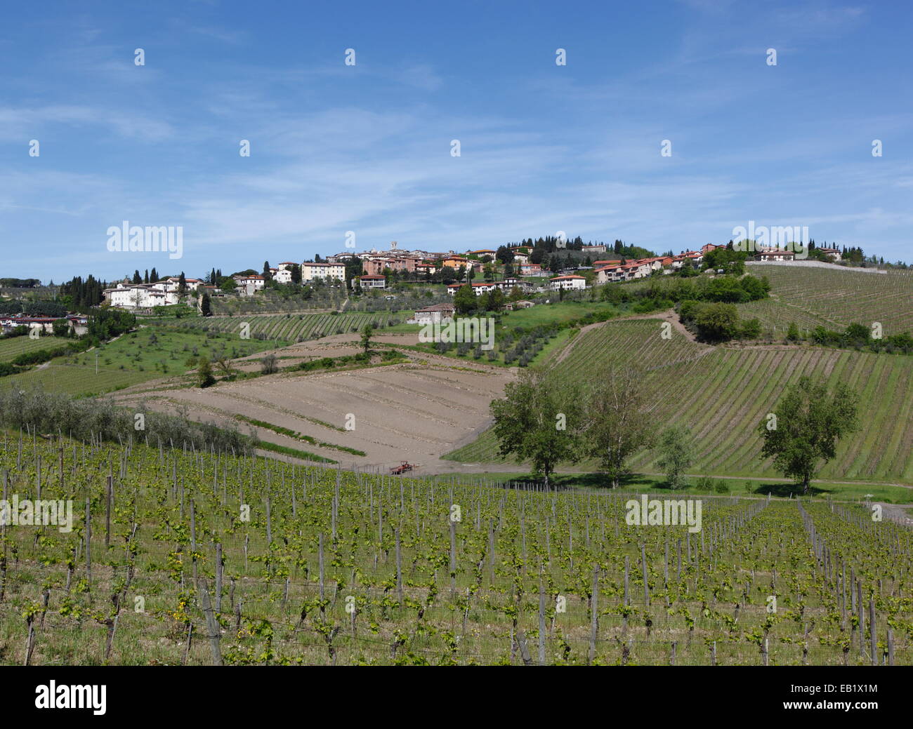 Weinberge rund um Radda in Chianti, Toskana, Italien Stockfoto