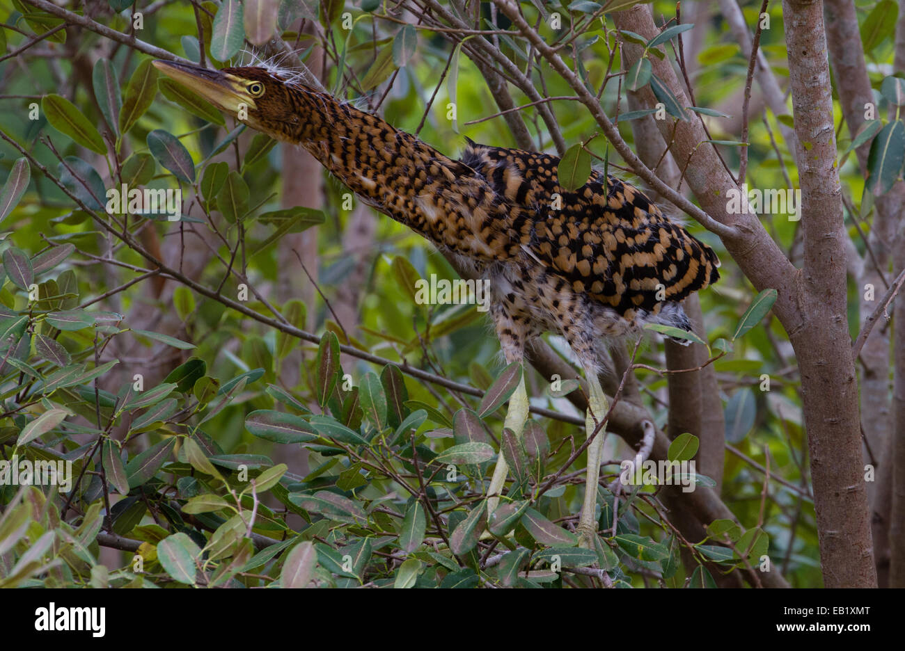 Rufescent Tiger-Reiher (Tigrisoma Lineatum) Stockfoto